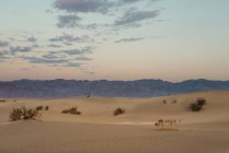 Désert dans les dunes de sable sec dans la vallée de la mort USA — Photo de stock