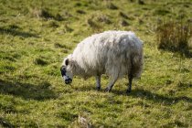 Ovelhas brancas pastando na colina com grama de primavera verde na Irlanda do Norte — Fotografia de Stock