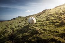 Ovejas blancas pastando en la colina con hierba verde de primavera en Irlanda del Norte - foto de stock