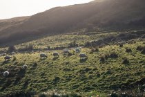 White sheep grazing on hill with green spring grass in Northern Ireland — Stock Photo