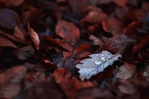 Caídas hojas rojas secas que cubren el césped en el tranquilo parque de otoño - foto de stock