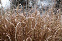 Meadow with dry plants — Stock Photo