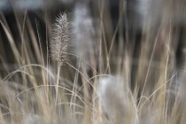 Meadow with dry plants — Stock Photo