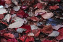 Fallen dry red leaves covering lawn in peaceful autumn park — Stock Photo