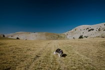 Cão tricolor de cabelos longos caminhando ao longo do horizonte em colinas com grama baixa seca sob o céu azul claro durante o dia — Fotografia de Stock