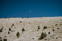Горизонт яркой земли с редкими зелеными кустами и голубым чистым небом с видимой половиной луны — стоковое фото