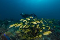 Diver swimming with yellow fish shoal in deep ocean among aquatic vegetation — Stock Photo