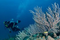 Buceador nadando en océano profundo entre vegetación acuática - foto de stock