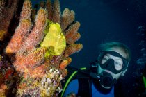 Водолаз исследует дикие губки на тропическом коралловом рифе — стоковое фото