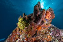 Corales blandos y peces en el arrecife - foto de stock