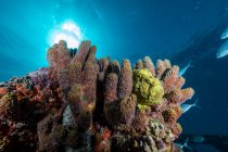 Coralli molli e pesci sulla barriera corallina — Foto stock