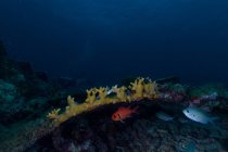 Gelbe kleine Korallen und Fische unter Wasser — Stockfoto