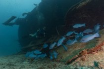 Водолазы, изучающие кораблекрушение в океане — стоковое фото