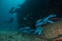 Plongeurs explorant naufrage dans l'océan — Photo de stock