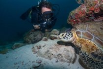 Вільний дайвер плаває під водою з великою черепахою в океані — стокове фото