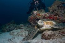 Buceador libre nadando bajo el agua con tortuga grande en el océano - foto de stock
