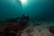 Дивер плаває в глибокому океані серед водної рослинності — стокове фото