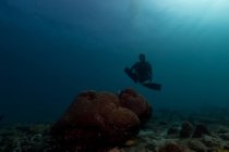 Diver swimming in deep ocean among aquatic vegetation — Stock Photo