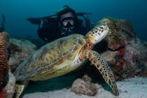 Immersioni subacquee gratuite con grande tartaruga nell'oceano — Foto stock