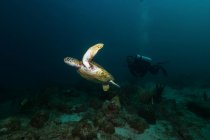 Водолаз плавает под водой с большой черепахой в океане — стоковое фото