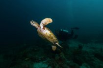 Buceador libre nadando bajo el agua con tortuga grande en el océano - foto de stock