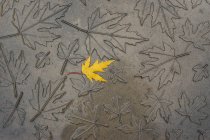 Зверху один золотий кленовий лист, що лежить на сірій текстурі з відбитим кленовим листям — стокове фото