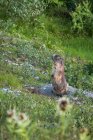 Adorabile marmotta alpina che sbircia dalla tana nel prato verde in Svizzera montagne — Foto stock
