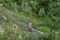 Marmota alpina adorável espreitando da toca no prado verde nas montanhas da Suíça — Fotografia de Stock