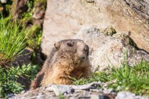 Adorable marmota alpina mirando desde la madriguera en las rocas en las montañas de Suiza - foto de stock