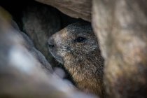 Adorable alpine marmot peering from burrow in rocks in Switzerland mountains — Stock Photo