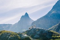 Agneaux sauvages pâturant sur un pré rocheux au sommet d'une chaîne de montagnes verdoyantes sous un soleil éclatant en Suisse — Photo de stock