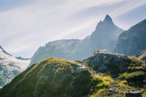 Дикие ягнята, пасущиеся на скалистом лугу на вершине зеленого горного хребта под ярким солнцем в Швейцарии — стоковое фото