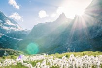 Sommerlandschaft aus Wiesen mit flauschigem Löwenzahn und grünem Gras umgeben von felsigen Bergen in der Schweiz — Stockfoto