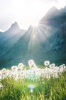 Paisagem de verão de prado com dentes-de-leão fofos e grama verde cercada por montanhas rochosas na Suíça — Fotografia de Stock