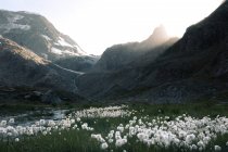 Sommerlandschaft aus Wiesen mit flauschigem Löwenzahn und grünem Gras umgeben von felsigen Bergen in der Schweiz — Stockfoto