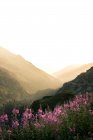 Tierno paisaje de prado con flores rosadas y encantadoras que crecen en las montañas de Suiza - foto de stock