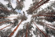 Зимовий ліс зі сніжними деревами — стокове фото