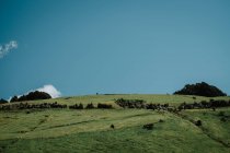 Выпас овец на поле — стоковое фото