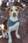 Calma Jack Russell terrier con pelliccia marrone e bianco in bandana seduto in strada, guardando in macchina fotografica — Foto stock