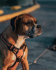 Спокійний боксерський собака в упряжці сидить на міській вулиці на заході сонця і дивиться в сторону — стокове фото