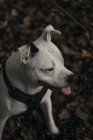 Angolo alto di felice cane Amstaff seduto su foglie in strada e sporgente lingua — Foto stock