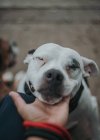 Excited Staffordshire terrier with eyes closed enjoying owner hand stroking pet in street — Stock Photo