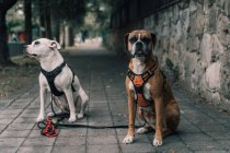 Amstaff dog in harness with leash sitting with boxer dog looking in camera in street of city — Stock Photo