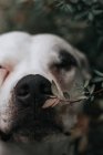 Happy Amstaff dog sniffing leaves on bush in street, close-up portrait — Stock Photo