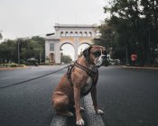 Серьёзная боксерская собака в упряжке с поводком сидит на асфальте на городской улице и смотрит в сторону — стоковое фото