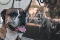 Ritratto di cane Boxer che sporge la lingua in strada — Foto stock