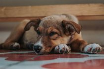 Крупный план измученного щенка-дворняги, лежащего на лапах, смотрящего в камеру дома — стоковое фото
