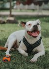 Привабливий стаффордширський собака, що стирчить язик, наче лежачи з м'ячем на траві на вулиці. — стокове фото