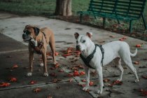 From above of purebred Amstaff dog in harness walking with Boxer dog in street in fall and looking away — Stock Photo