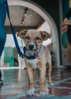 Porträt eines ernsthaften Mischlingshundes mit Leine, der mit seinem Besitzer bis zur Unkenntlichkeit spaziert und in die Kamera schaut — Stockfoto